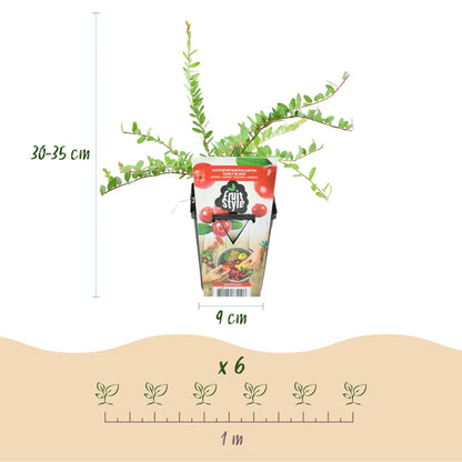 Vaccinium macrophylla 'Early Black' - Cranberriebes - 3 planten - Pot 9cm
