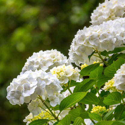 Hydrangea macrophylla 'White' - Bolhortensia - hoogte 20-30cm