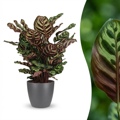 Green boutiQ - Kamerplant - Pauwenplant - Calathea Makoyana - Groen - Weinig onderhoud - 1 Plant - met Potter Grijs - Pot 19cm - Hoogte 70cm