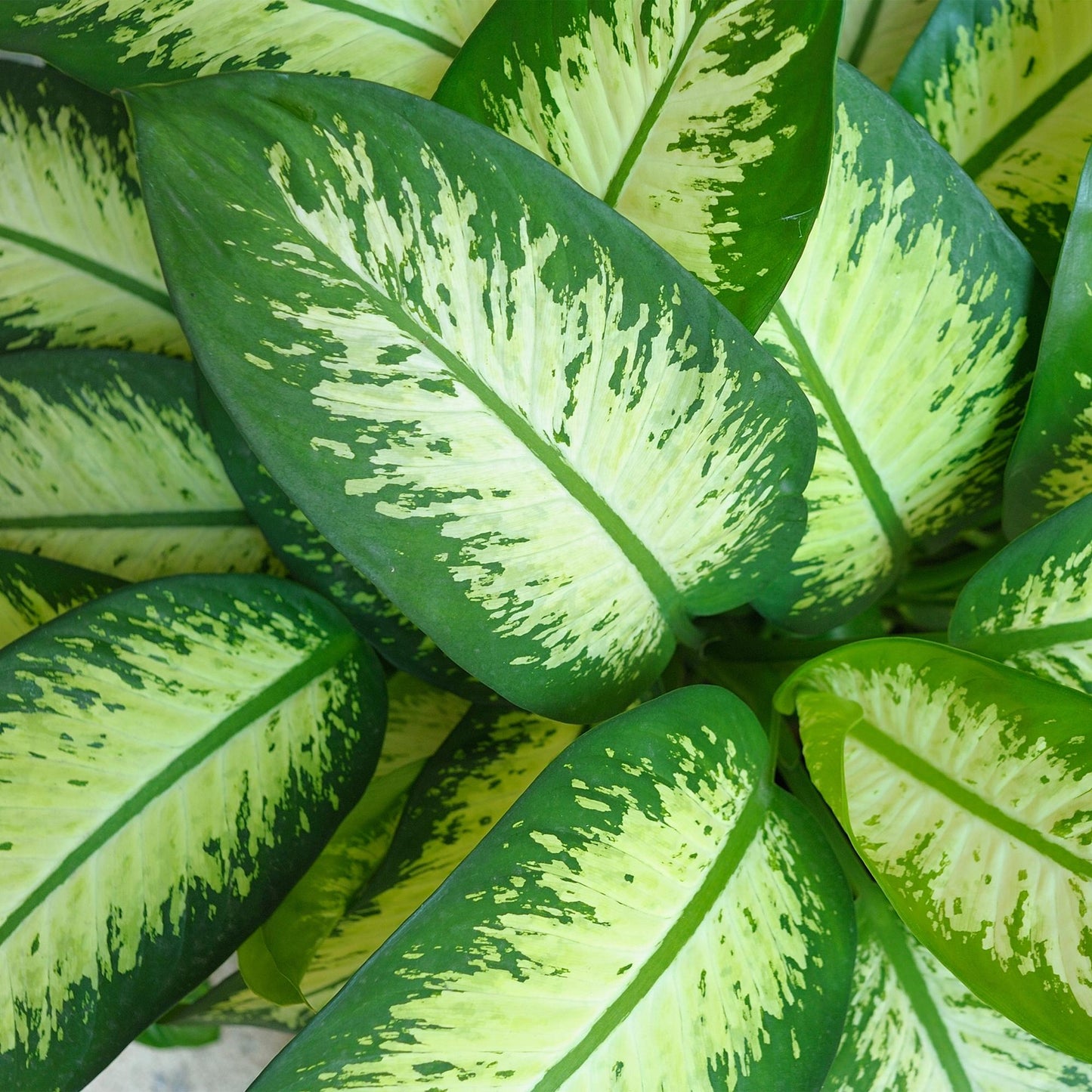 Diefenbachia Tropic Snow - Dieffenbachia - incl. pot wit - pot 21cm - hoogte 90-100cm