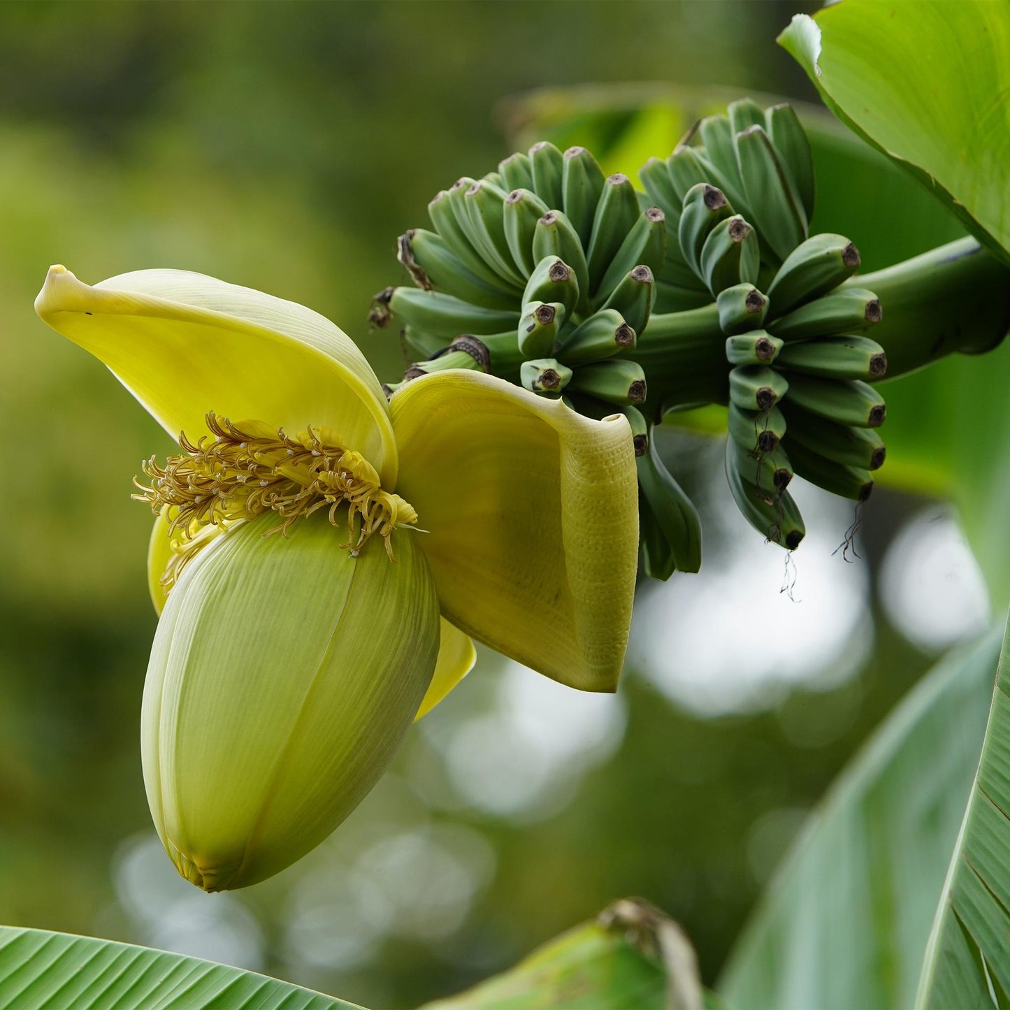 Musa 'Basjoo' - winterharde Bananenboom - 2 planten - Pot 17cm - Hoogte 40cm