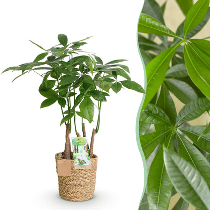 Pachira Aquatica multi stam - Geldboom - incl. mand - pot 17cm - hoogte 50-55cm