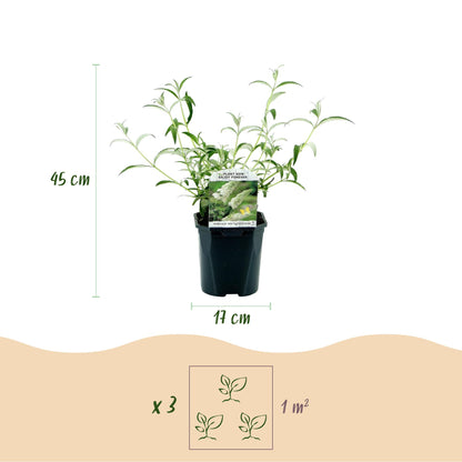 Buddleja davidii 'White Profusion' - Vlinderstruik - hoogte 45cm