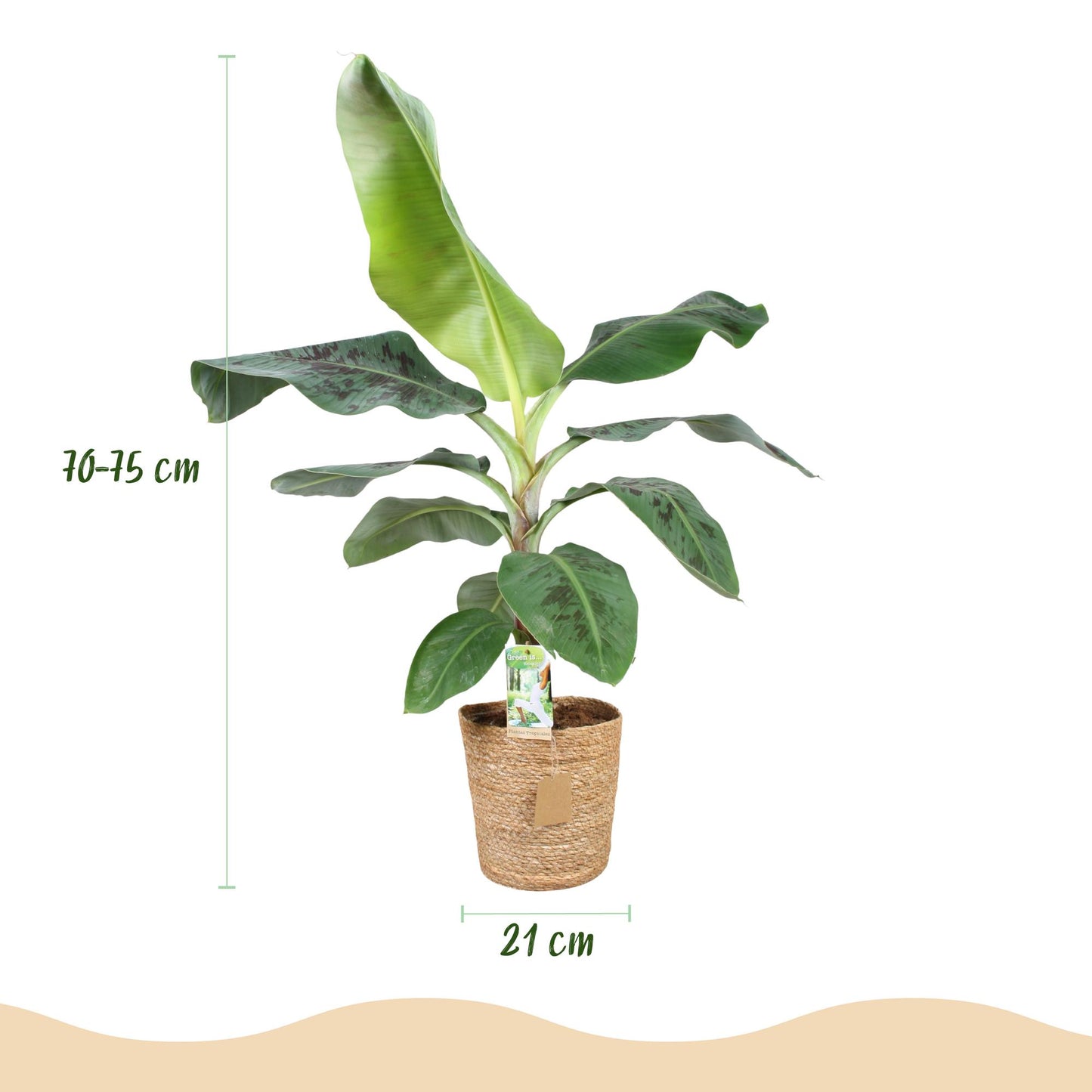 Musa acuminata Dwarf Cavendisch - Bananenplant - incl. mand - 1 plant - pot 21cm - hoogte 70-75cm