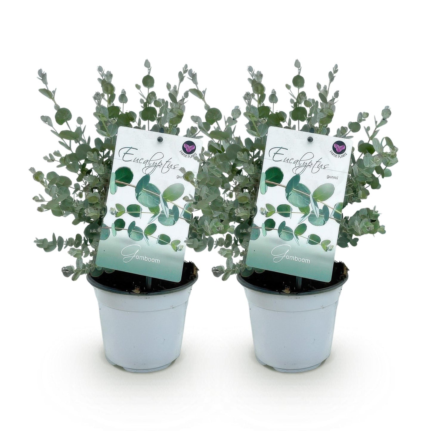 Eucalyptus gunni - Eucalyptus - hoogte 30cm