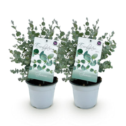 Eucalyptus gunni - Eucalyptus - hoogte 30cm