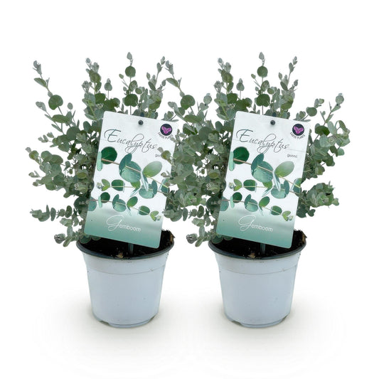 Eucalyptus gunni - Eucalyptus - hoogte 30cm