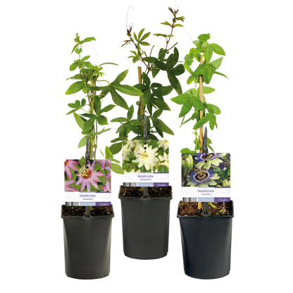 Passifloramix 'Tricolour' - Passiebloem - Bloemen; roze, wit & paars