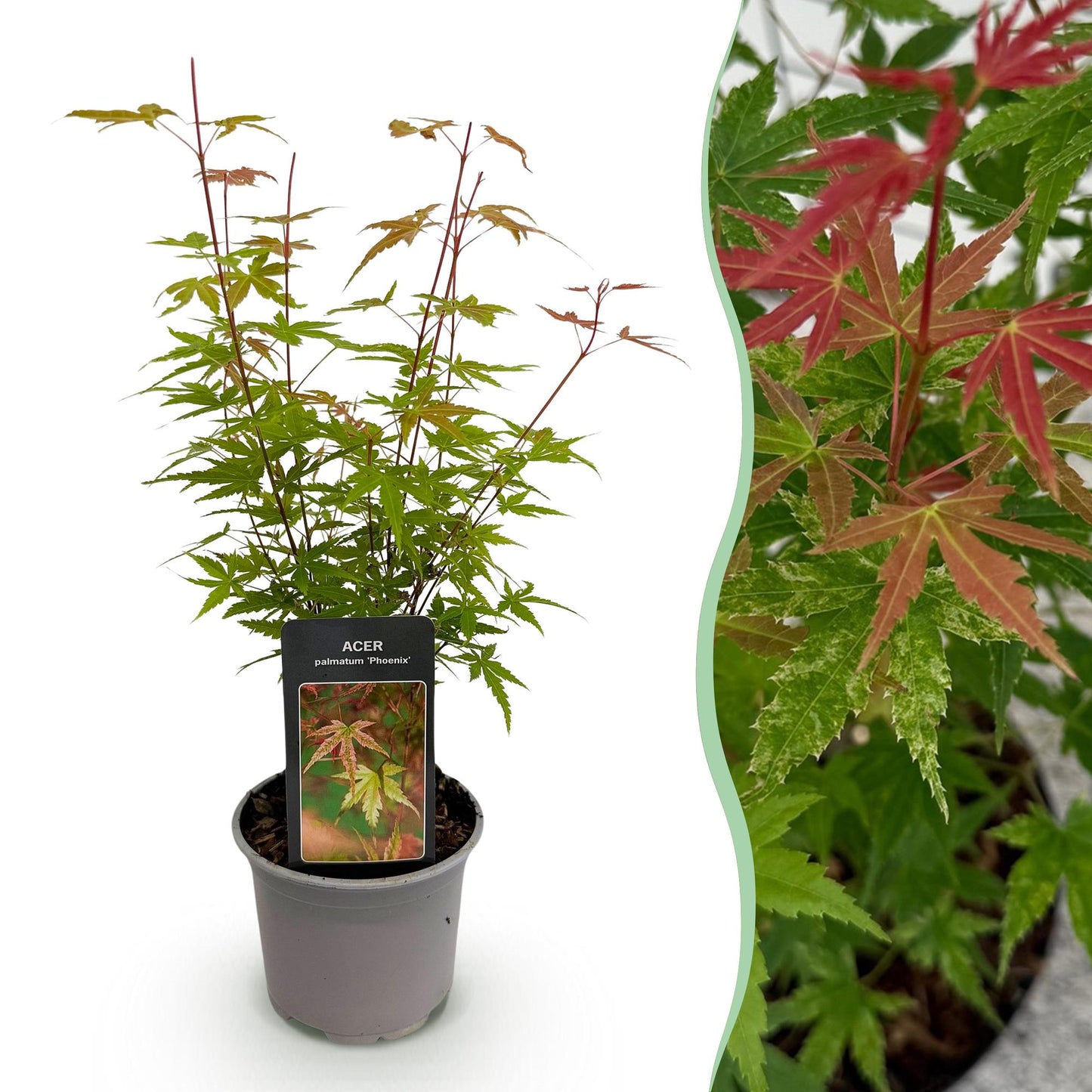 Acer palmatum 'Phoenix' - Roze - 1 Plant - Japanse Esdoorn - hoogte 35cm
