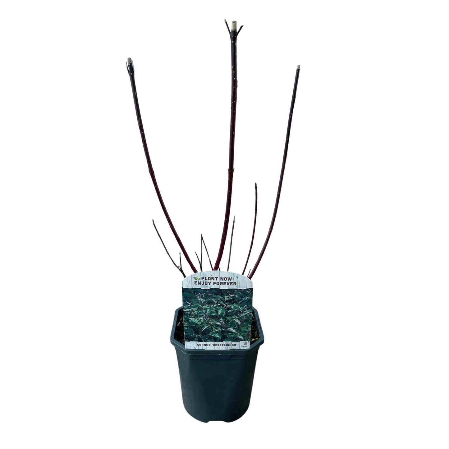 Cornus alba 'Kesselringii' - Kornoelje - hoogte 45cm