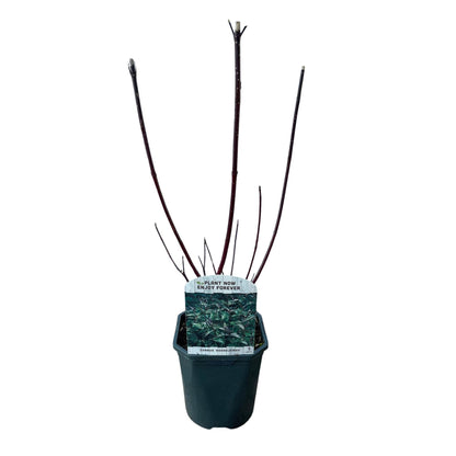 Cornus alba 'Kesselringii' - Kornoelje - hoogte 45cm