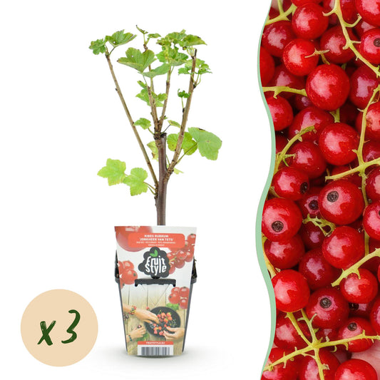 Ribes rubrum 'Jonkheer van Tets'  - Aalbes - 3 planten - Pot 9cm