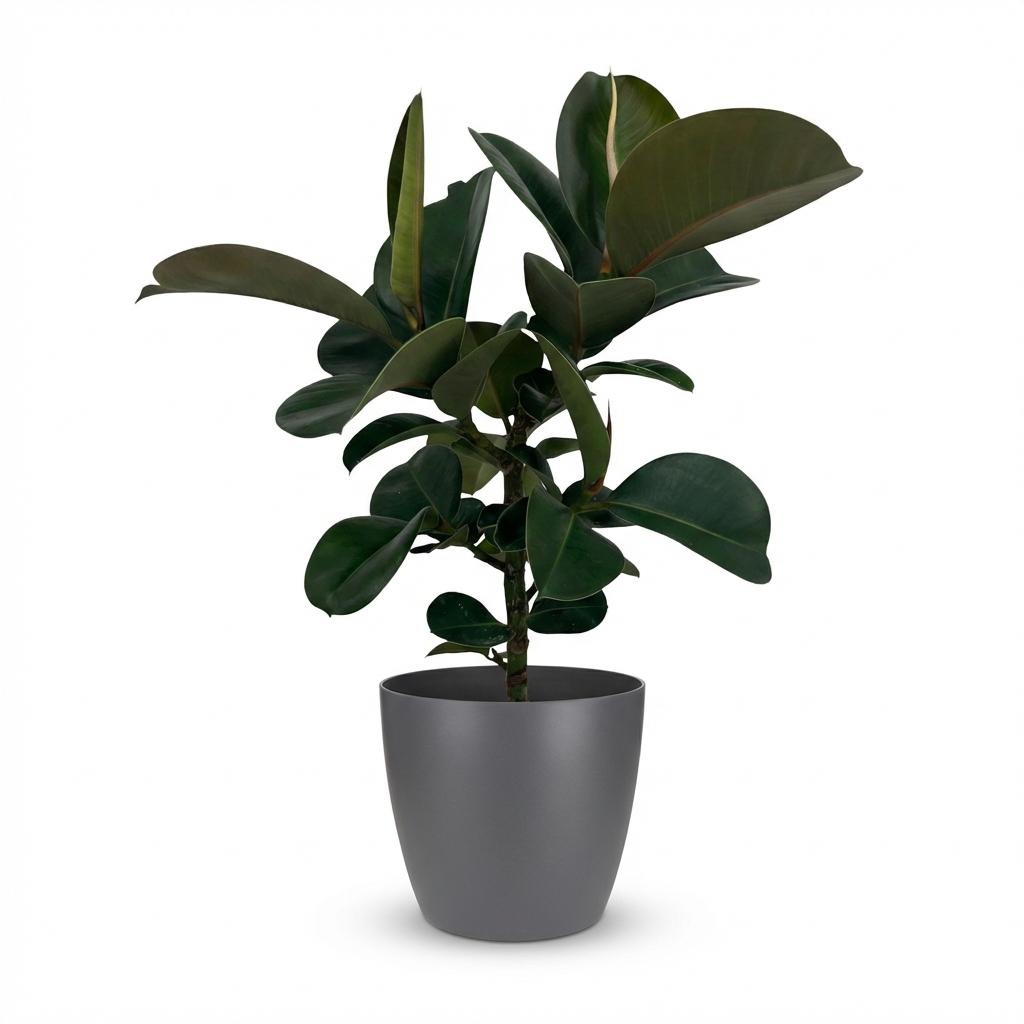 Green boutiQ - Kamerplant - Rubberplant - Ficus Elastica Cloe - Groen - Weinig onderhoud - 1 Plant - met Potter Grijs - Pot 19cm - Hoogte 65cm