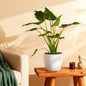 Alocasia Cucullata - Boeddha,s hand - incl. pot wit - pot 21cm - hoogte 65-70cm