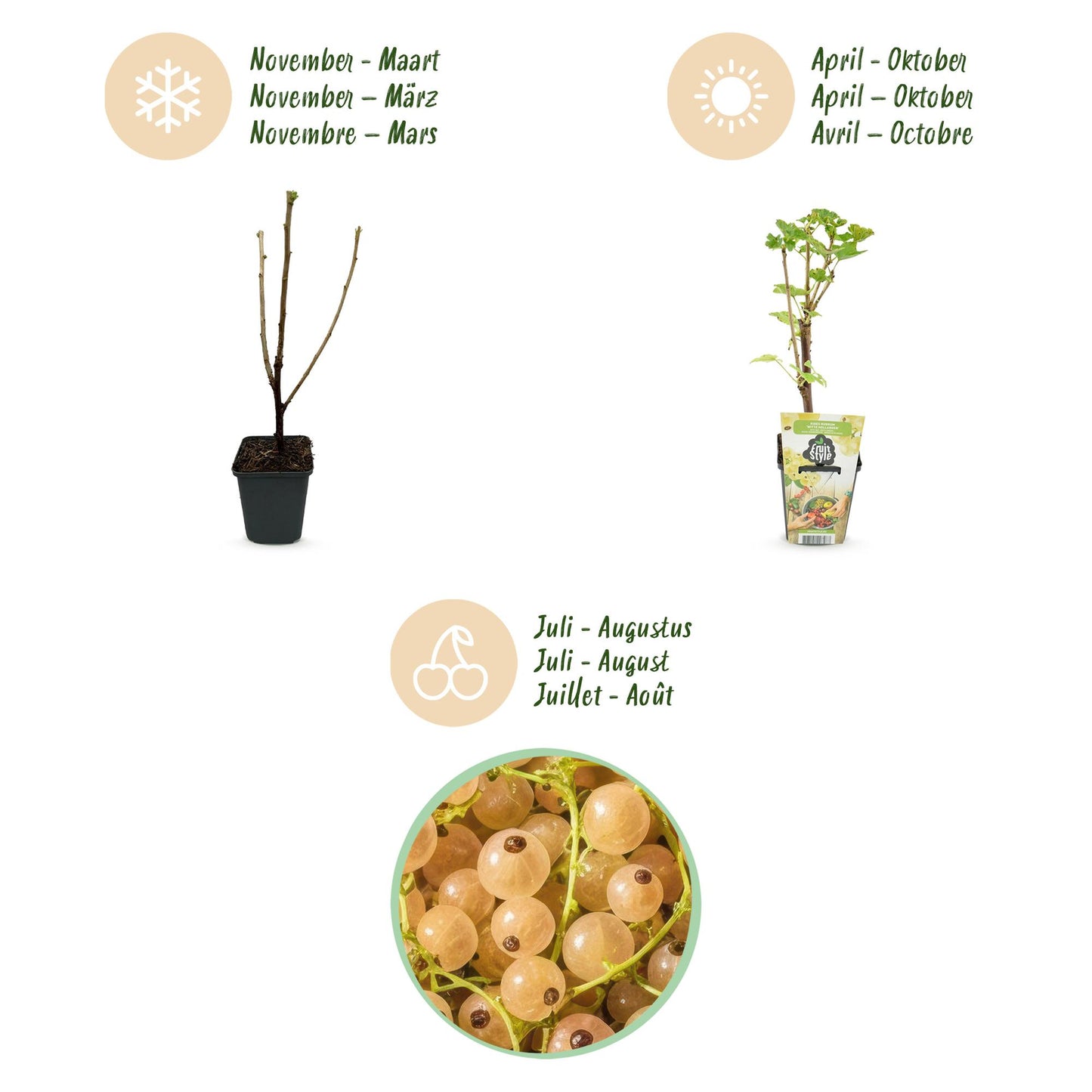 Ribes rubrum 'Witte Hollander' - Witte bes - 3 planten - Pot 9cm