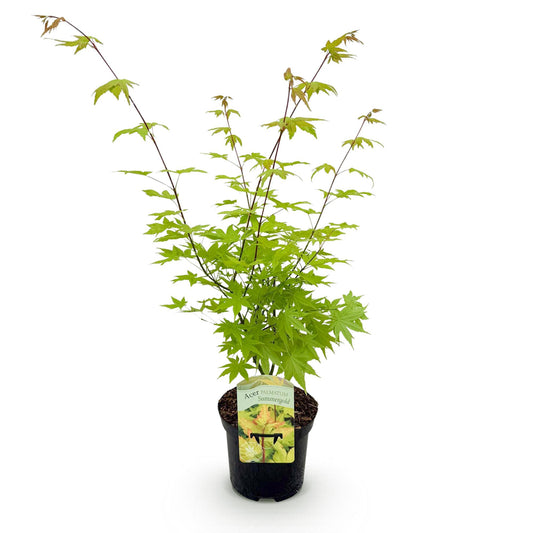 Acer palmatum 'Summergold' - Japanse Esdoorn - hoogte 70cm