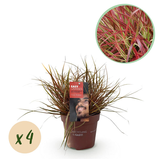 Green boutiQ - Siergrassen - Uncinia rubra Everflame  - Rood - 4 Planten - Bladhoudend - Weinig Onderhoud - Pot 17cm Hoogte 50cm