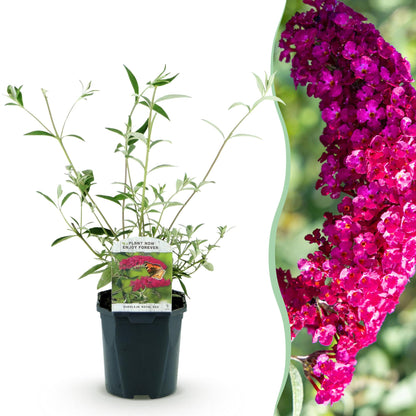 Buddleja davidii 'Royal Red' - Vlinderstruik - hoogte 45cm