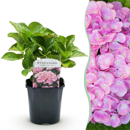 Hydrangea macrophylla 'Pink' - Bolhortensia - hoogte 30cm