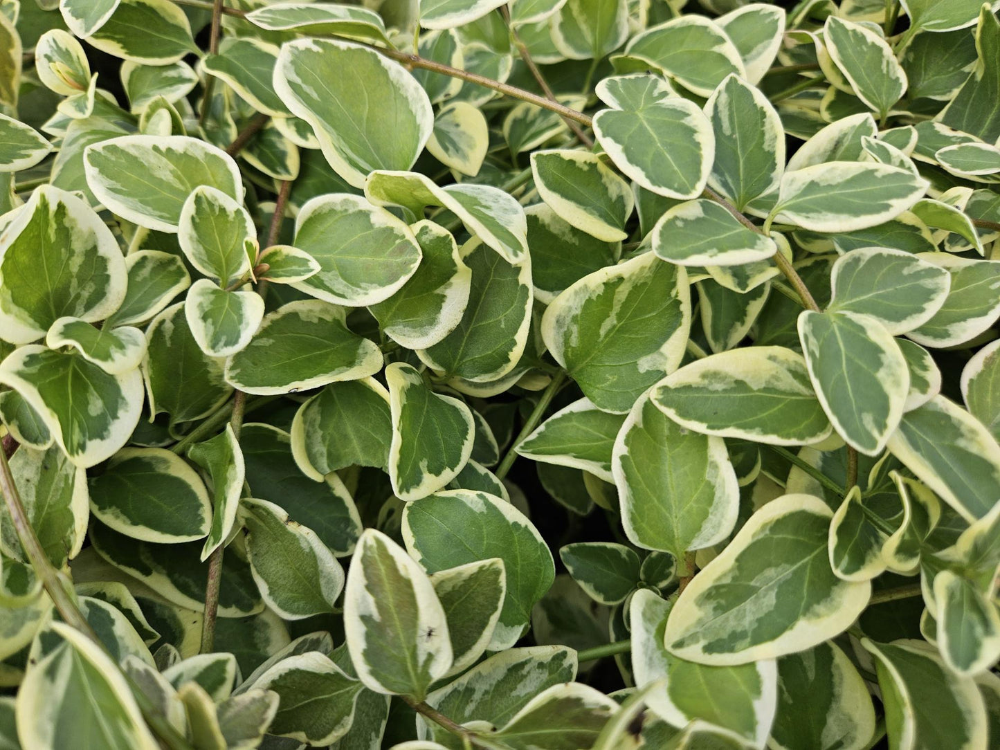 Vinca major 'Variegata' - Maagdenpalm