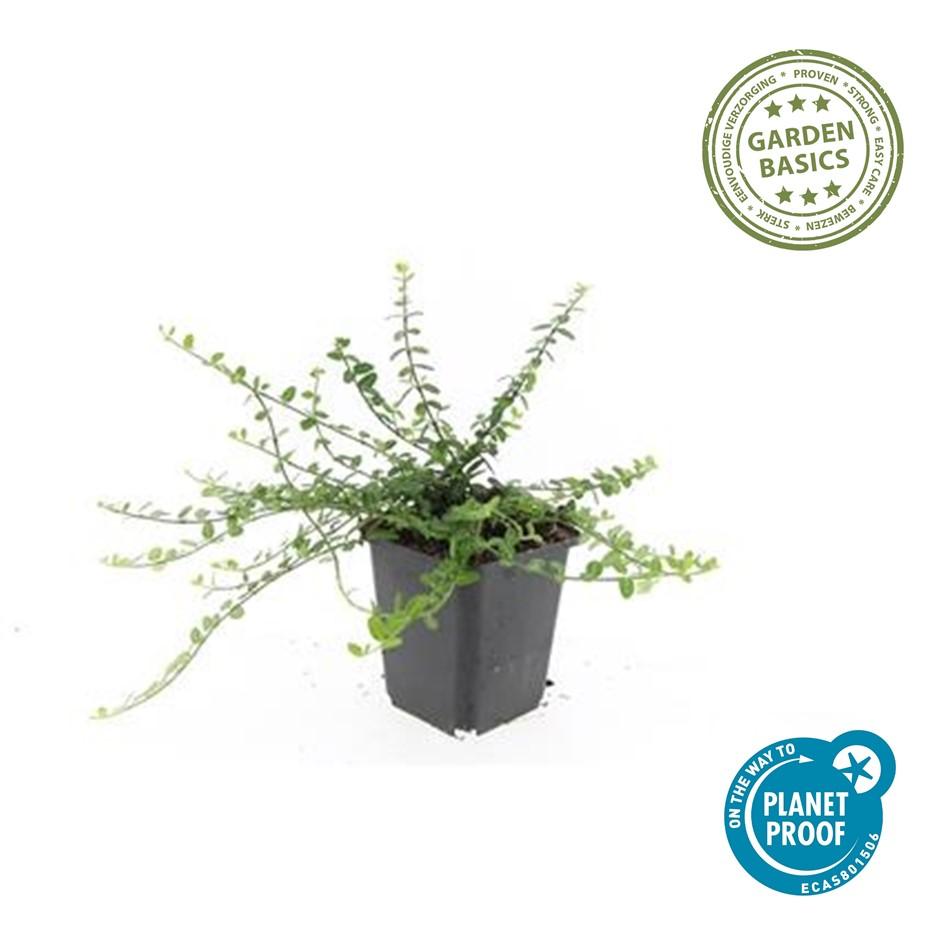 Euonymus fort. 'Minimus' - Japanse Kardinaalshoed