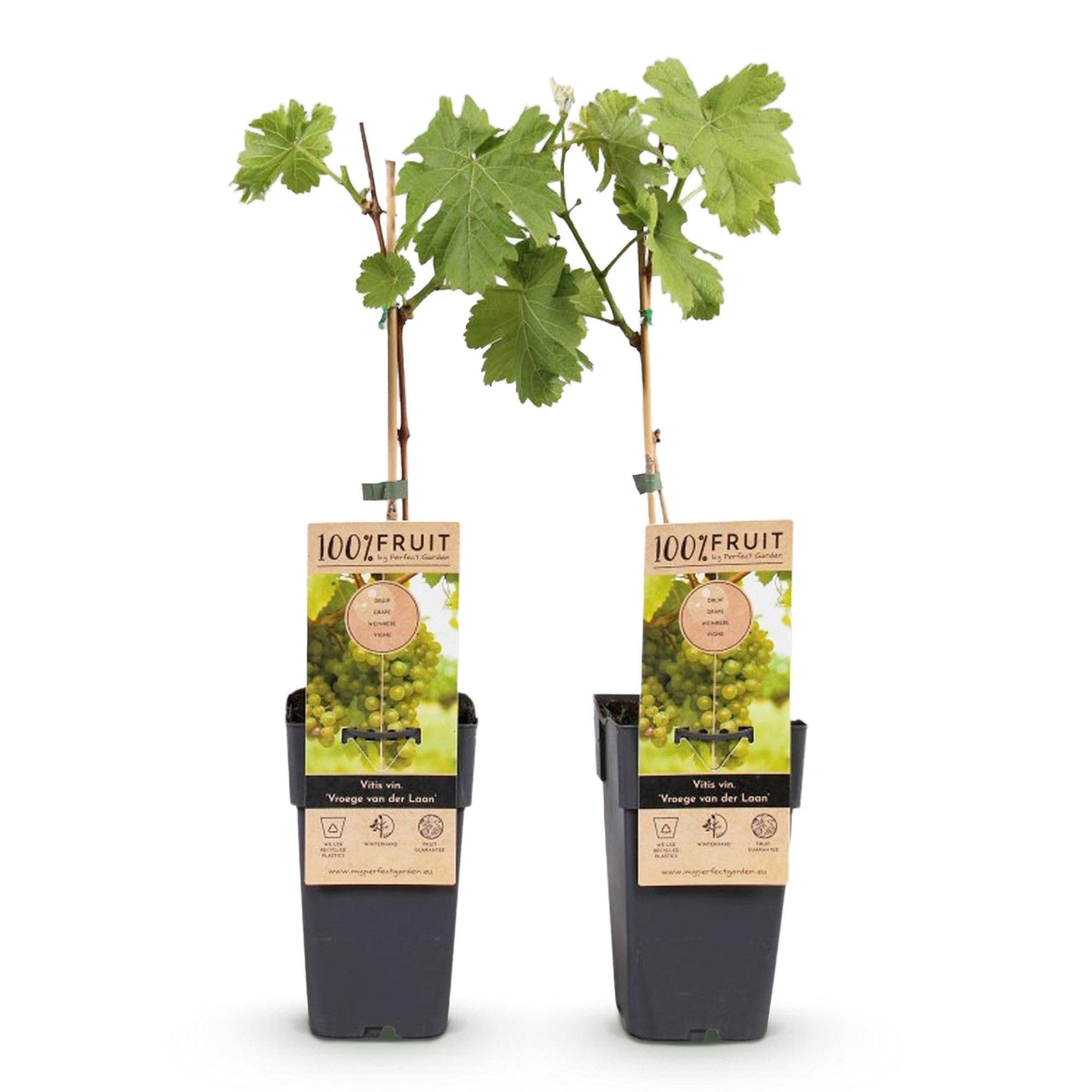 Vitis vinifera 'Vroege van der Laan' - Witte Druif