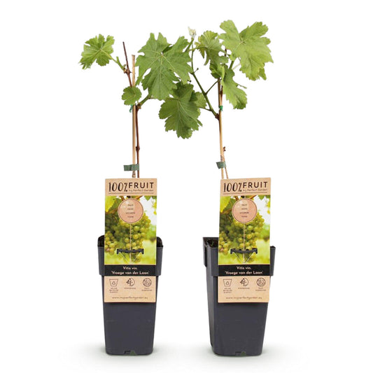 Vitis vinifera 'Vroege van der Laan' - Witte Druif