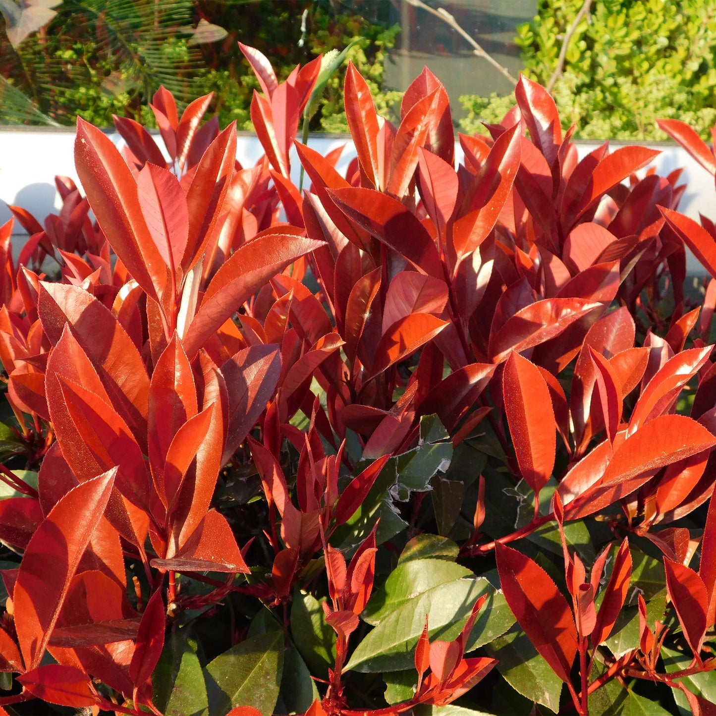 Photinia fraseri 'Red Robin' - Glansmispel - hoogte 30-35cm
