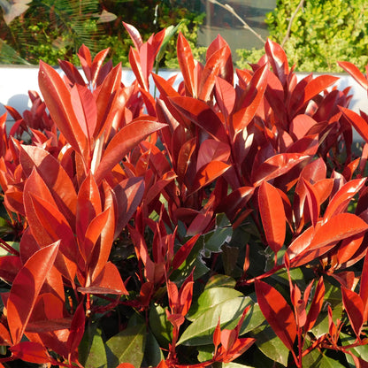 Photinia fraseri 'Red Robin' - Glansmispel - hoogte 30-35cm