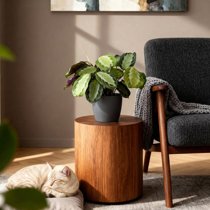 Green boutiQ - Kamerplant - Maranta Fascinator Silverband - Gebedsplant - Huisdiervriendelijke Plant - Groen - 4 Planten - met Potter Grijs - Pot 12cm - Hoogte 25cm