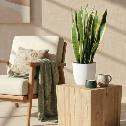 Sansevieria Laurentii - Vrouwentong - incl. pot wit - pot 21cm - hoogte 70-80cm