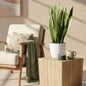 Sansevieria Laurentii - Vrouwentong - incl. pot wit - pot 21cm - hoogte 70-80cm
