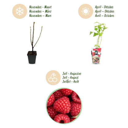 Rubus idaeus 'Ottawa' - Framboos - -