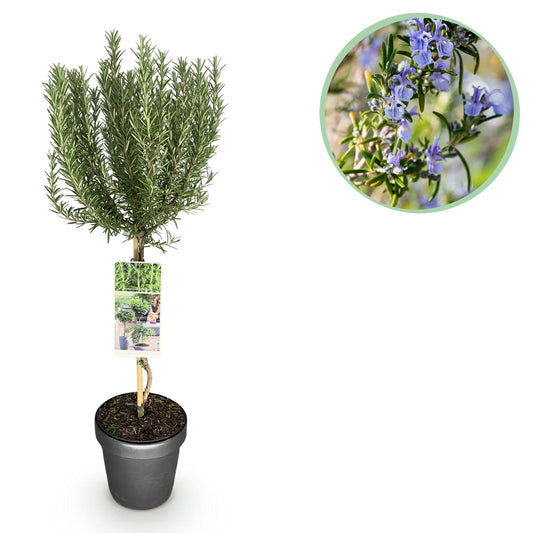 Rosmarinus officinalis op stam - Rozemarijn - hoogte 90cm