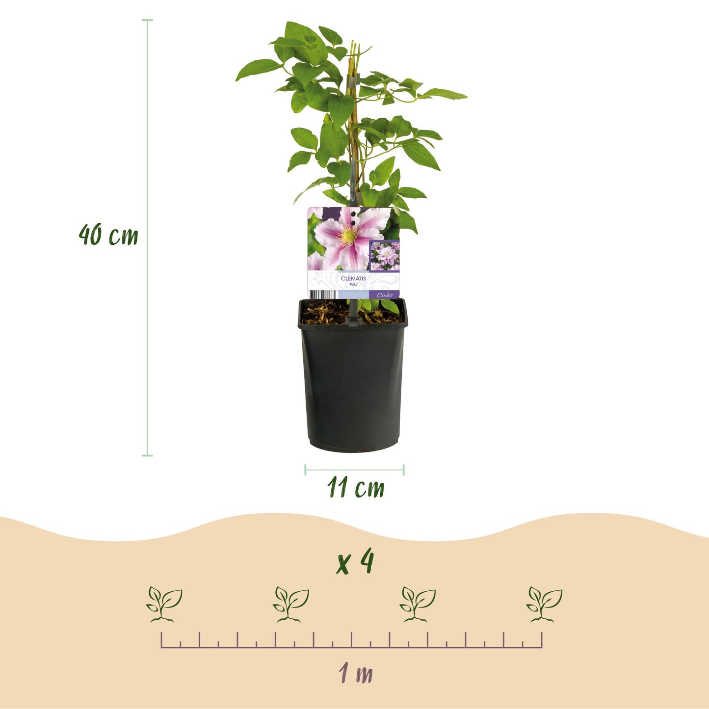 Clematis 'Piilu' - Clematis - Pot 11cm - Hoogte 40cm