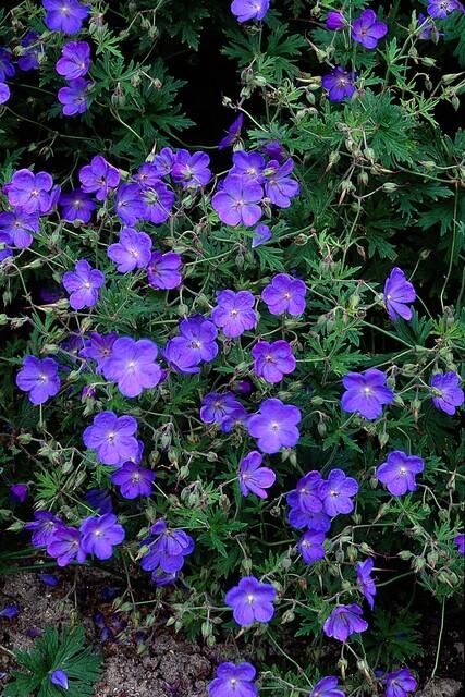 Geranium 'Johnson's Blue' - Ooievaarsbek