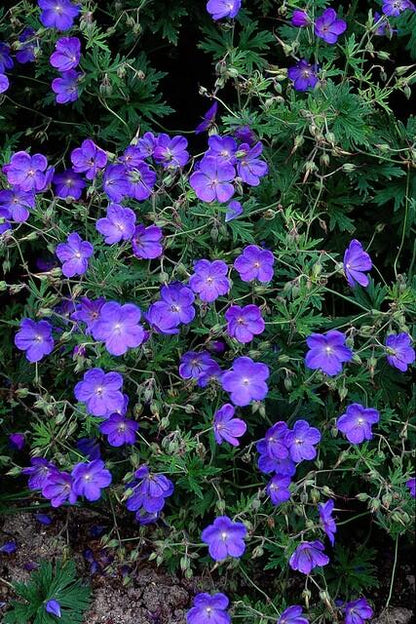 Geranium 'Johnson's Blue' - Ooievaarsbek