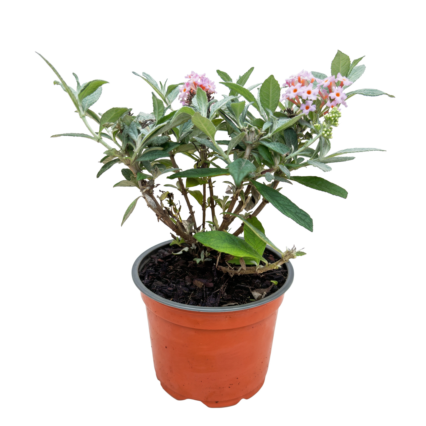 Buddleja davidii 'Butterfly Candy Little Pink' - Vlinderstruik - hoogte 20-25cm