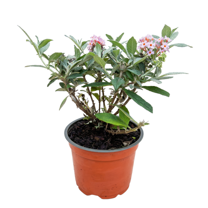 Buddleja davidii 'Butterfly Candy Little Pink' - Vlinderstruik - hoogte 20-25cm