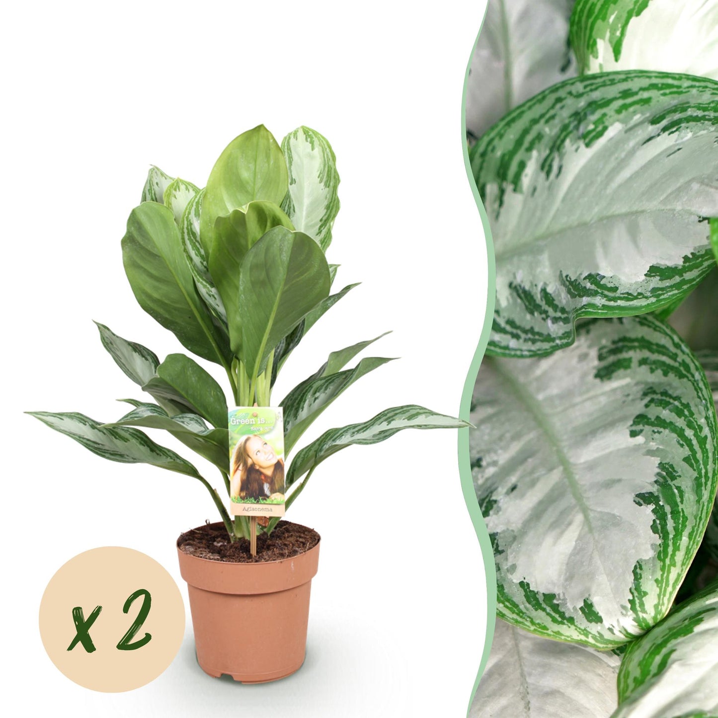 Aglaonema Silver Bay - Zilverblad - 2 planten - pot 17cm - hoogte 70-75cm
