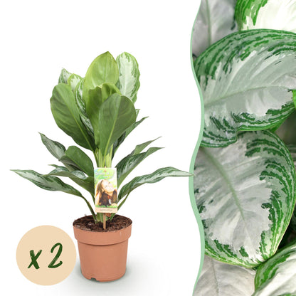 Aglaonema Silver Bay - Zilverblad - 2 planten - pot 17cm - hoogte 70-75cm