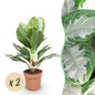 Aglaonema Silver Bay - Zilverblad - 2 planten - pot 17cm - hoogte 70-75cm