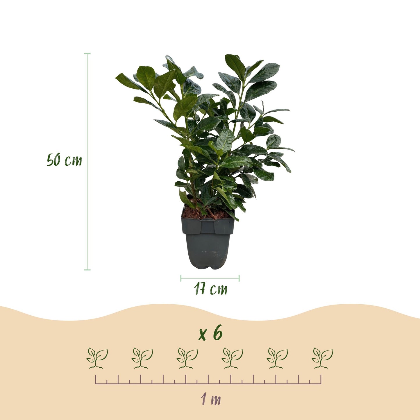 Prunus laurocerasus 'Etna' - Laurierkers - hoogte 50cm