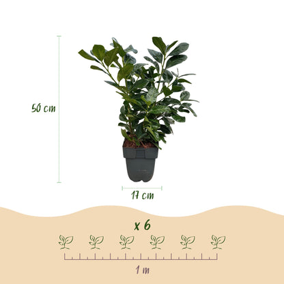 Prunus laurocerasus 'Etna' - Laurierkers - hoogte 50cm