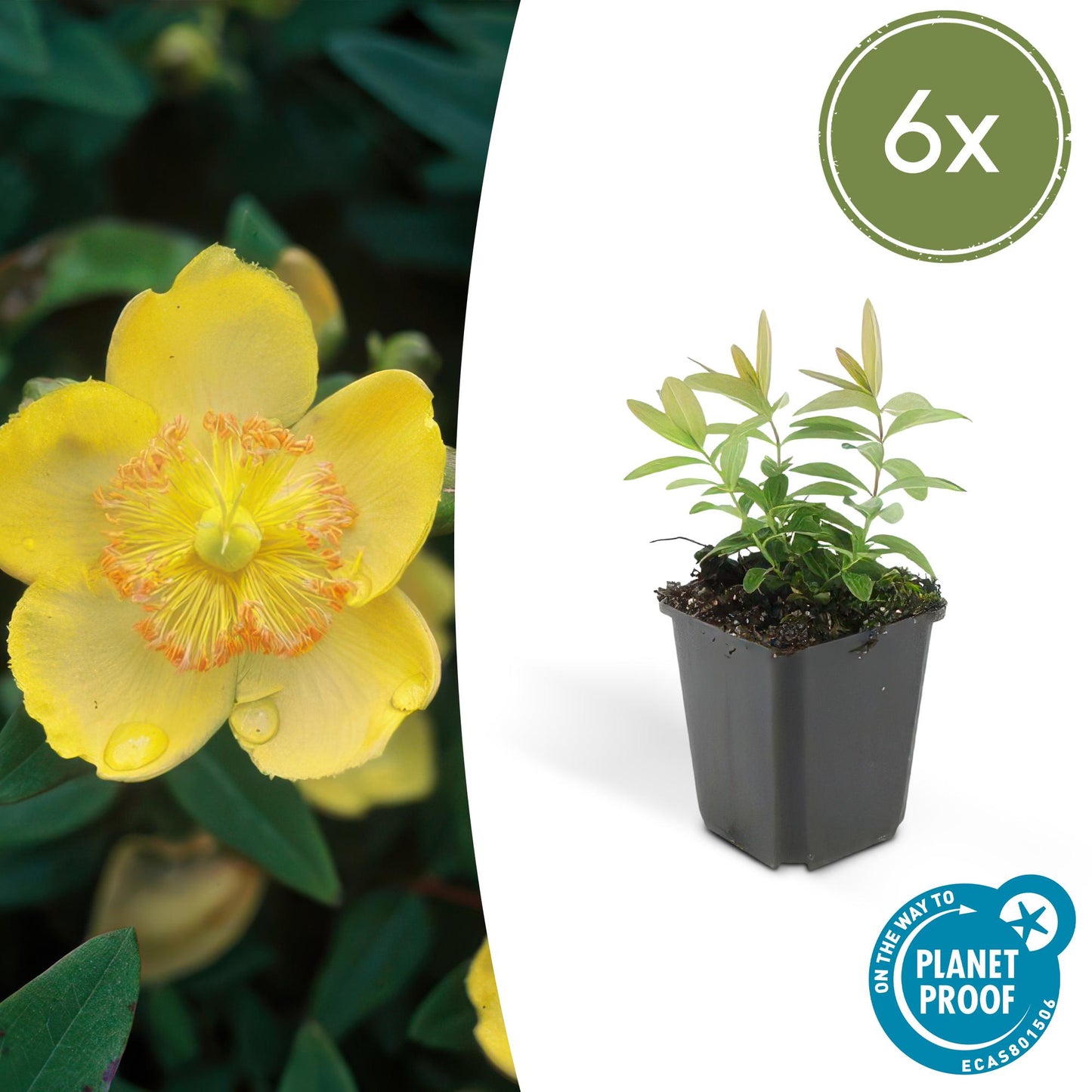 Hypericum calycinum - Hertshooi