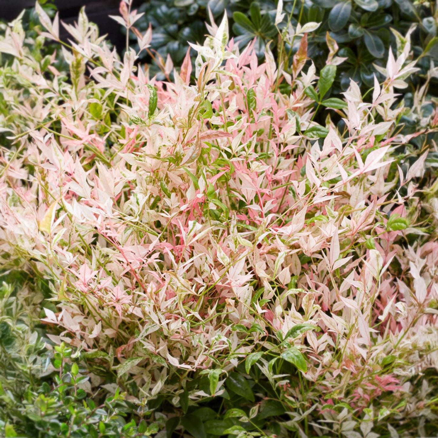 Nandina 'Twilight' - Schijnbamboe - hoogte 45cm
