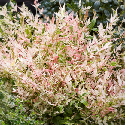 Nandina 'Twilight' - Schijnbamboe - hoogte 45cm