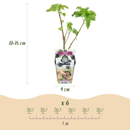 Ribes nigrum 'Titania' - Zwarte bes - 6 planten - Pot 9cm