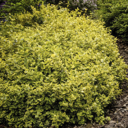 Euonymus fort. 'Emerald 'n Gold’ - Kardinaalshoed