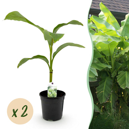 Musa 'Basjoo' - winterharde Bananenboom - 2 planten - Pot 17cm - Hoogte 40cm